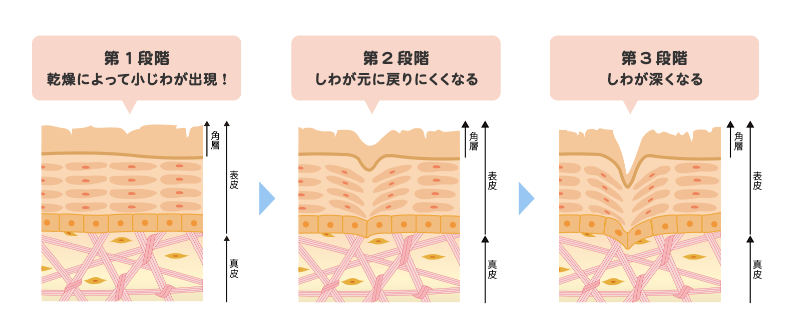 乾燥小じわのしくみ