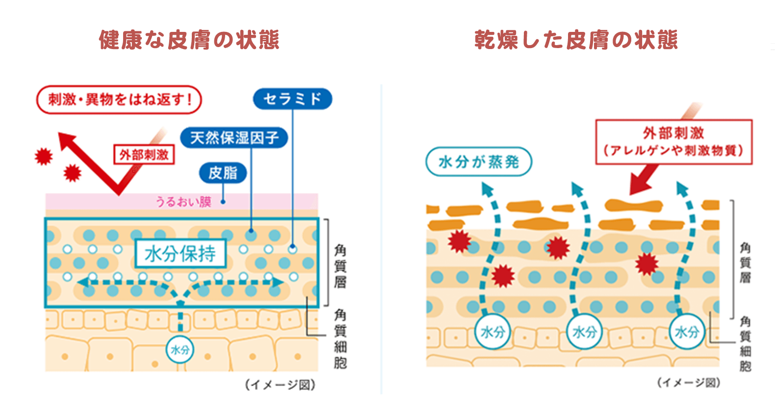 健康な皮膚の状態、乾燥した皮膚の状態