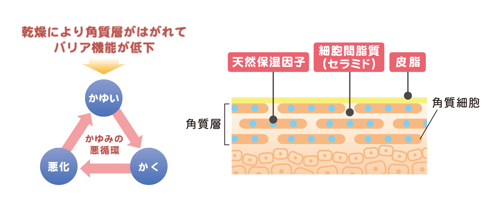 肌あれスパイラルのしくみ