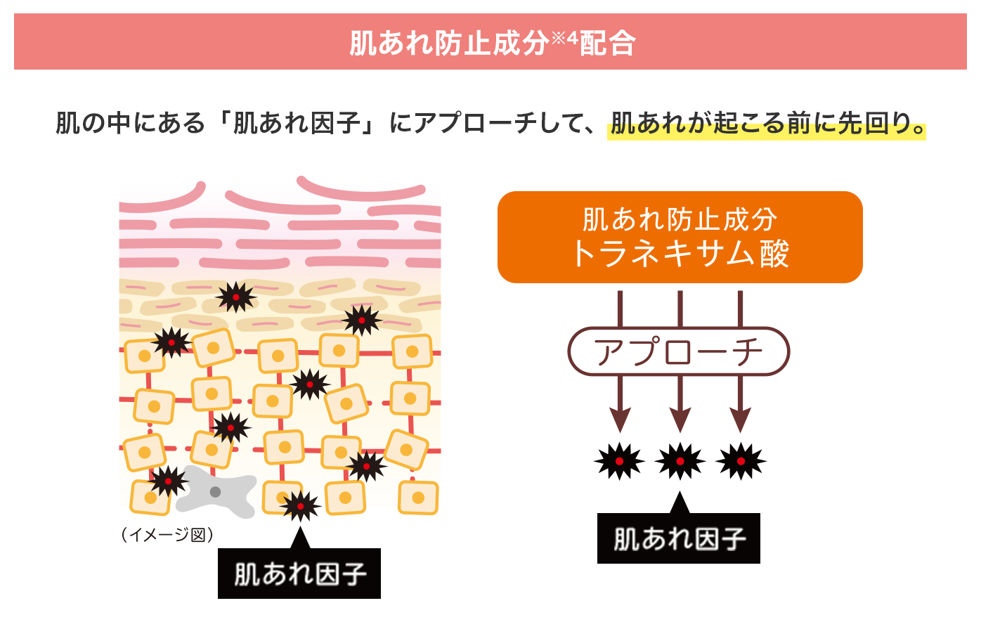 肌あれ防止成分※4配合：肌の中にある「肌あれ因子」にアプローチして、肌あれが起こる前に先回り。