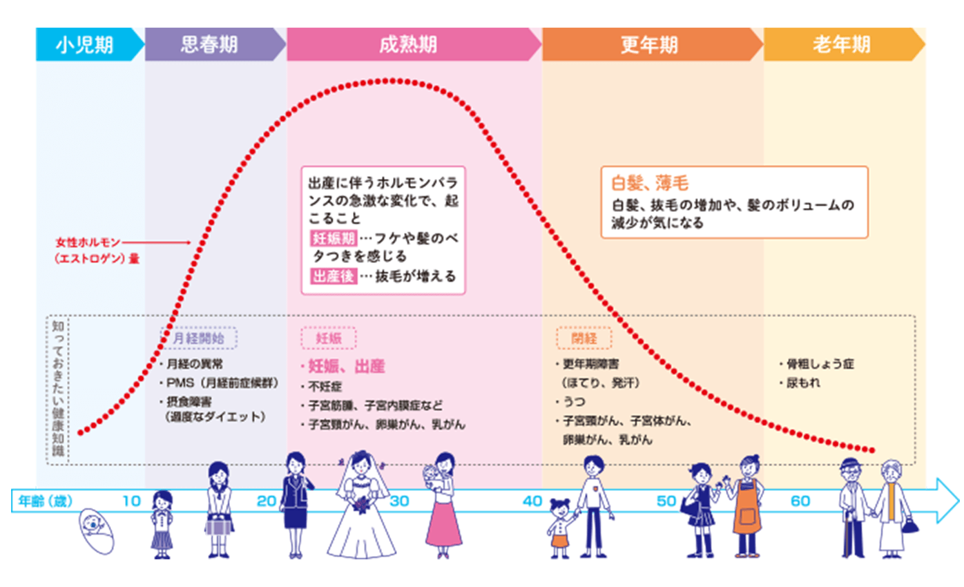 女性ホルモンサイクルと髪や頭皮の悩み