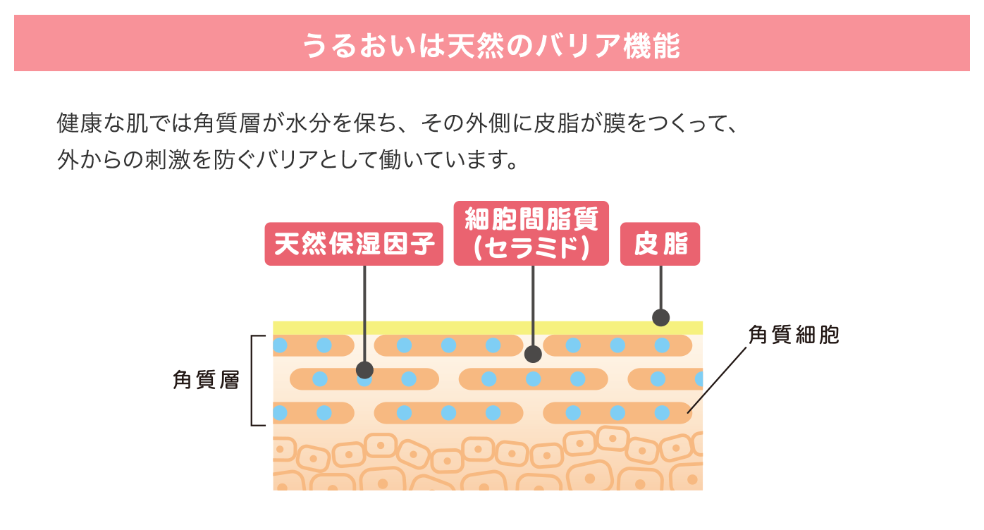 うるおいは天然のバリア機能