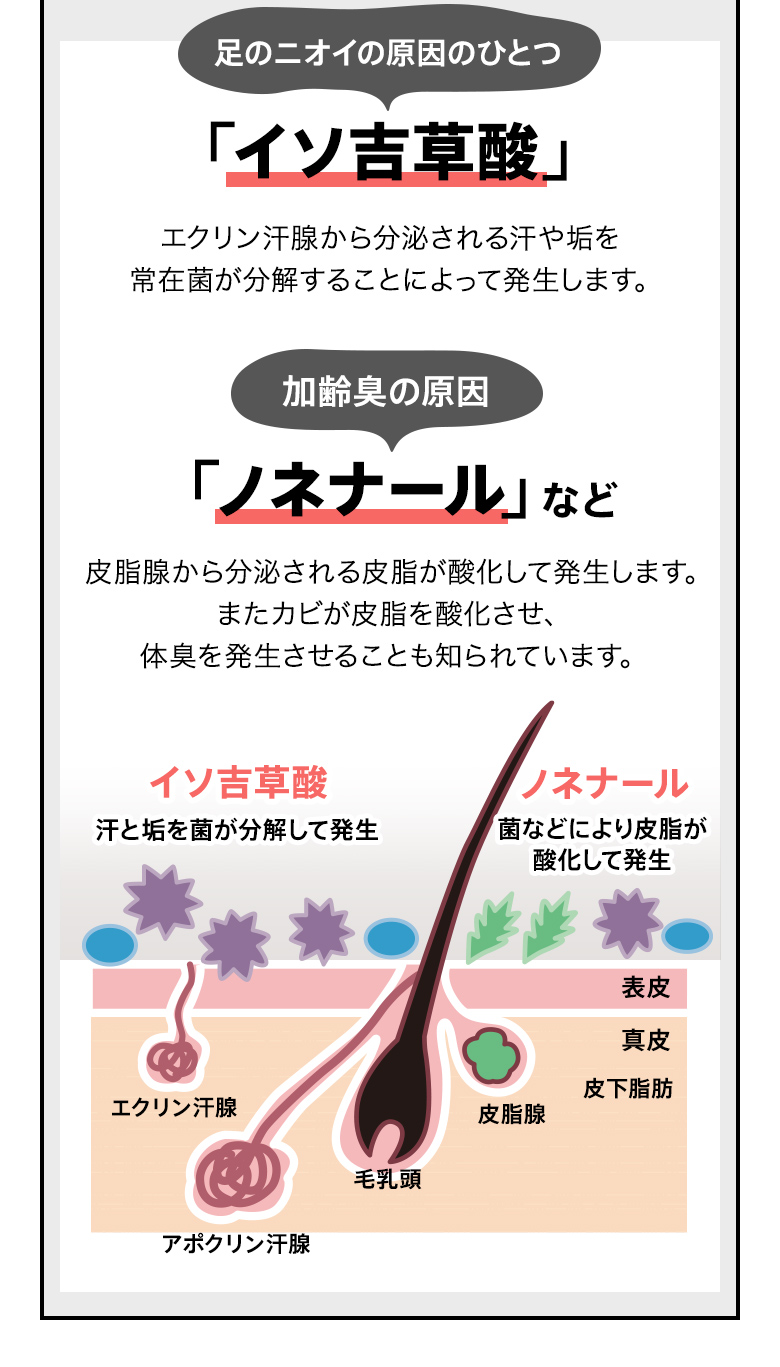 足のニオイの原因のひとつ「イソ吉草酸」加齢臭の原因「ノネナール」など