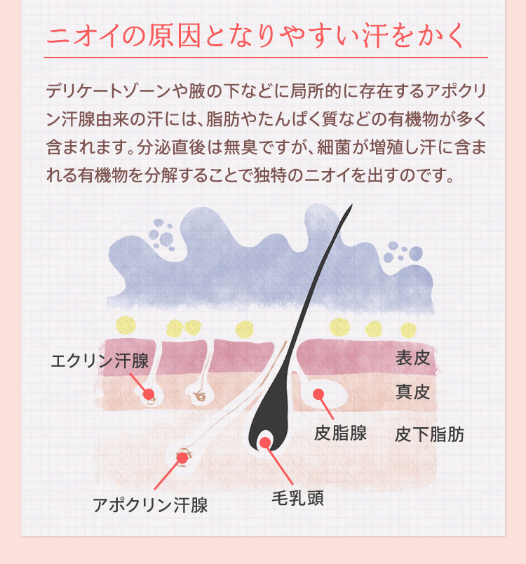 [ニオイの原因となりやすい汗をかく]デリケートゾーンや腋の下などに局所的に存在するアポクリン汗腺由来の汗には、脂肪やたんぱく質などの有機物が多く含まれます。分泌直後は無臭ですが、細菌が増殖し汗に含まれる有機物を分解することで独特のニオイを出すのです。