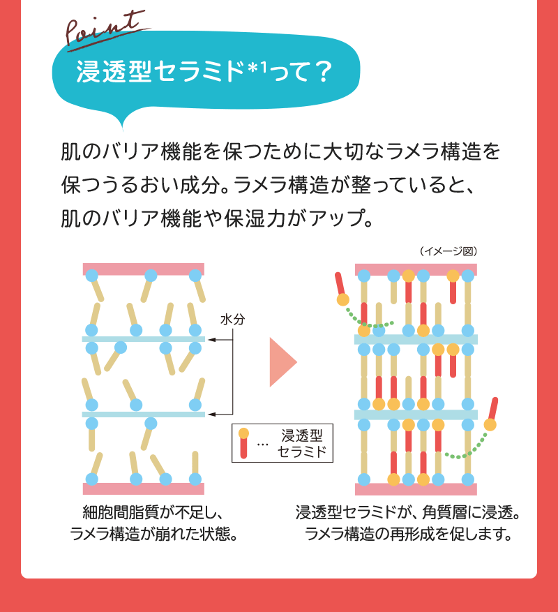 Point 浸透型セラミド＊1って？ 肌のバリア機能を保つために大切なラメラ構造を保つうるおい成分。ラメラ構造が整っていると、肌のバリア機能や保湿力がアップ。