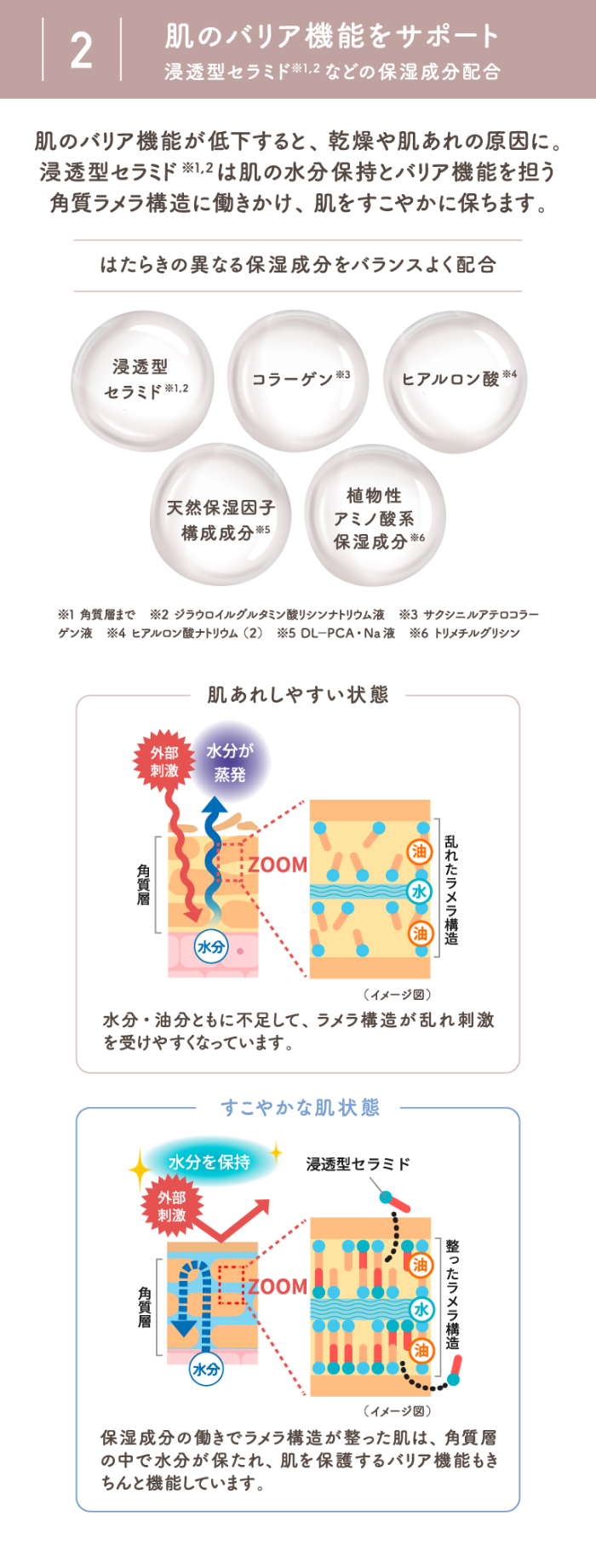 2 肌のバリア機能をサポート 浸透型セラミド※1,2などの保湿成分配合 肌のバリア機能が低下すると、乾燥や肌あれの原因に。浸透型セラミド※1,2は肌の水分保持とバリア機能を担う角質ラメラ構造に働きかけ、肌をすこやかに保ちます。 はたらきの異なる保湿成分をバランスよく配合  浸透型セラミド※1,2 コラーゲン※3 ヒアルロン酸※4 天然保湿因子
構成成分※5 植物性アミノ酸系保湿成分※6 肌あれしやすい状態 水分・油分ともに不足して、ラメラ構造が乱れ刺激を受けやすくなっています。 すこやかな肌状態 保湿成分の働きでラメラ構造が整った肌は、角質層の中で水分が保たれ、肌を保護するバリア機能もきちんと機能しています。