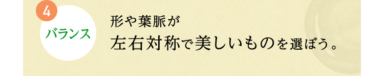 4.バランス 形や葉脈が左右対称で美しいものを選ぼう。