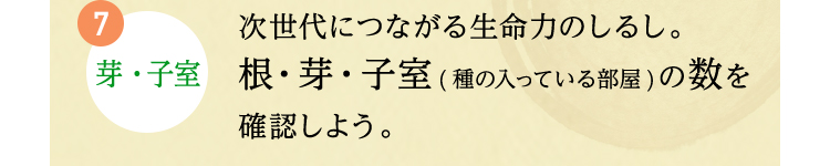 7.芽・子室 次世代につながる生命力のしるし。根・芽・子室(種の入っている部屋)の数を確認しよう。